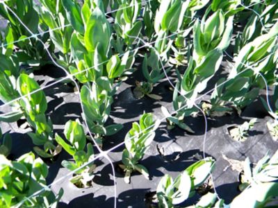 Image showing  250 ft. x 4 ft. Hortonova Trellis Netting, White, 5.9 in. x 5.9 in. Mesh