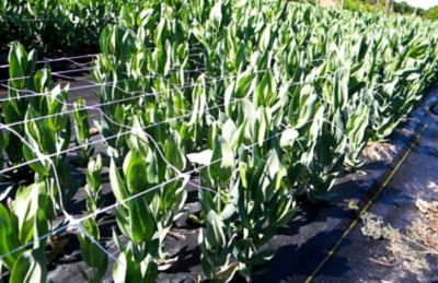 Image showing  3,280 ft. x 59 in. Hortonova Trellis Netting, White, 5.9 in. x 6.7 in. Mesh