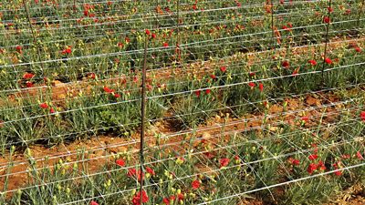 Image showing 7 th Tenax 3,280 ft. x 59 in. Hortonova Trellis Netting, White, 5.9 in. x 6.7 in. Mesh