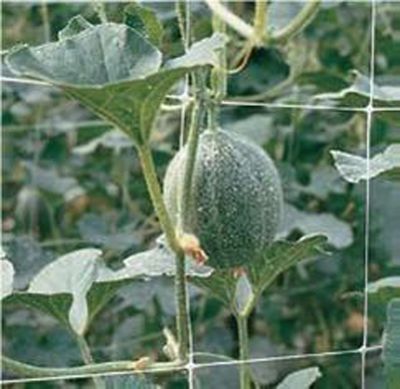 Image showing  250 ft. x 79 in. Hortonova Trellis Netting, White, 5.9 in. x 6.7 in. Mesh