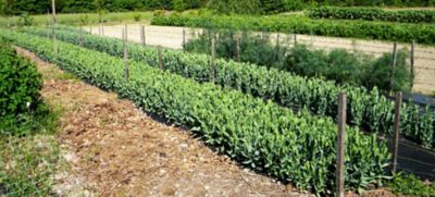 Image showing  1,000 ft. x 79 in. Hortonova Trellis Netting, White, 5.9 in. x 6.7 in. Mesh