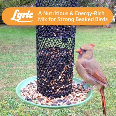 Image showing 8 th Lyric Sunflower and Safflower Premium Bird Food Mix for Cardinals, Grosbeaks and Blue Jays
