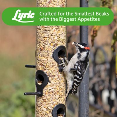 Image showing 8 th Lyric Fine Tunes No Waste Bird Food Mix, Attracts Bluebirds, Finches, Chickadees and More