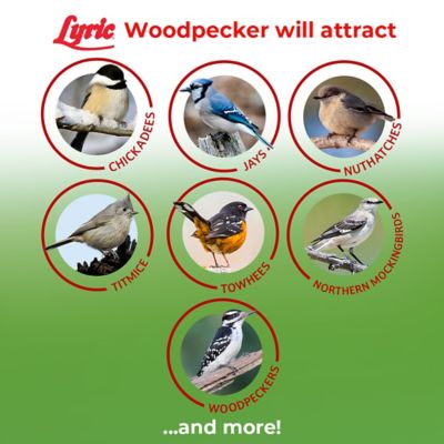 Image showing  Woodpecker No Waste Bird Seed with Nuts, Dried Fruit and Shelled Seeds