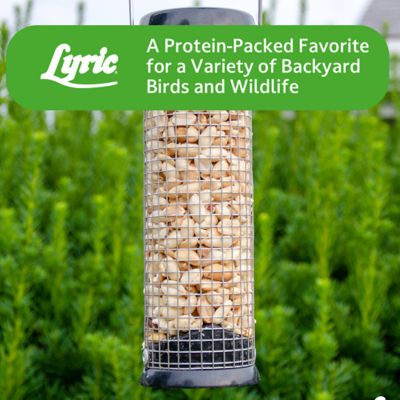 Image showing 8 th Lyric Peanut Pieces Wild Bird Seed, No Waste Bird Food, Attracts Titmice, Woodpeckers, Chickadees and More