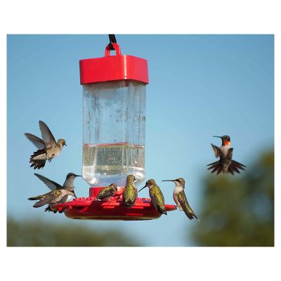 Kaytee  ElectroNectar  Hummingbird  Nectar  Sucrose  64 oz. 