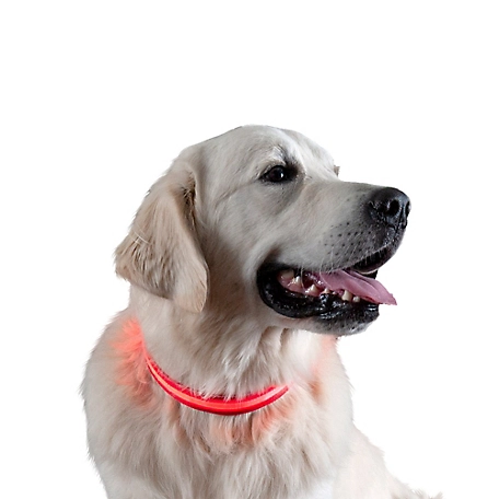 FurHaven Water-Resistant LED Safety Dog Collar