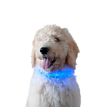 FurHaven LED Pet Safety Dog Collar, Extra Large