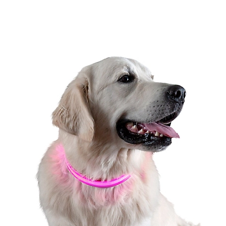 FurHaven Water-Resistant LED Safety Dog Collar