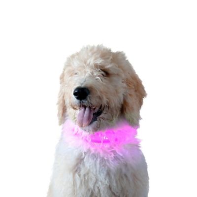 FurHaven LED Pet Safety Dog Collar, Extra Large