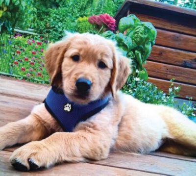 Image showing  Mesh Dog Harness, True Blue