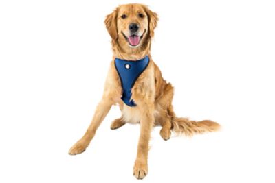 Image showing  Mesh Dog Harness, Extra Large, True Blue