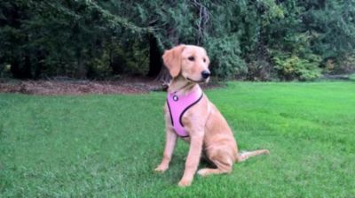 Image showing  Padded Mesh Comfort Dog Harness