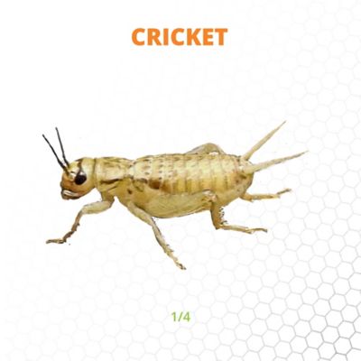 Mack's Natural Reptile Food 1/4 in. Live Crickets