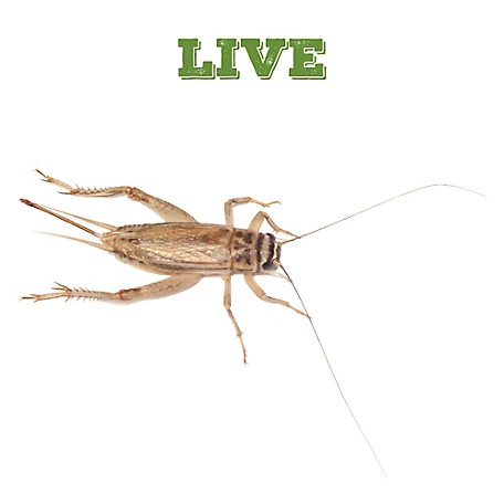 Mack's Natural Reptile Food 1/4 in. Live Crickets
