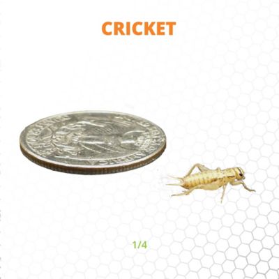 Image showing  1/4 in. Crickets, 1,000 ct.