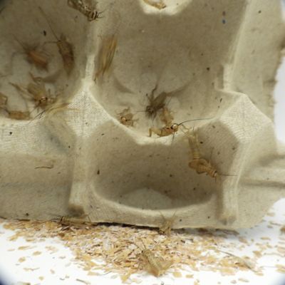 Image showing  1/4 in. Crickets, 1,000 ct.