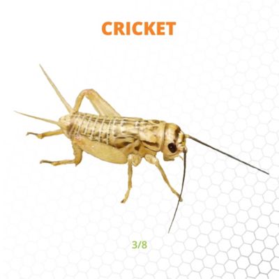 Buy Live Acheta Domesticus Crickets Online - The Perfect Food for Your Pets  –