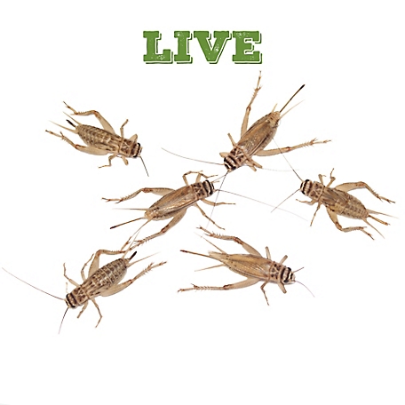 Live crickets, Live feeder insects