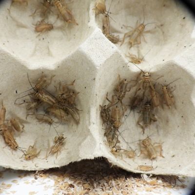 Image showing  3/8 in. Crickets, 1,000 ct.