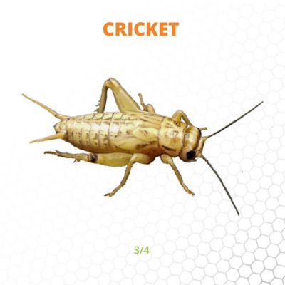 Mack's Natural Reptile Food 3/4 in. Live Crickets