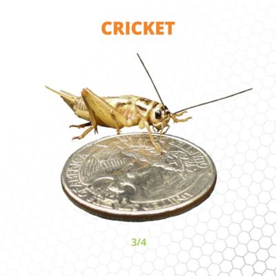 Image showing  3/4 in. Crickets, 1,000 ct.