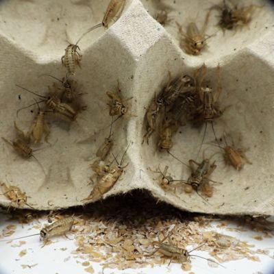 Image showing  3/4 in. Crickets, 1,000 ct.