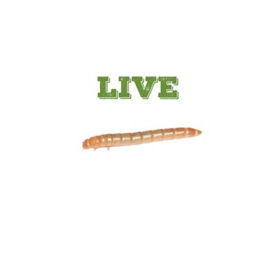 Mack's Natural Reptile Food Medium Standard Live Mealworms