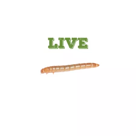 Mack's Natural Reptile Food Medium Standard Live Mealworms Reptile Food