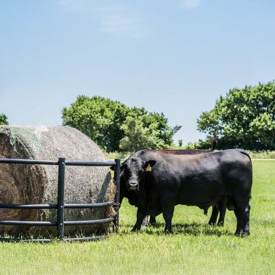 Image showing  1,000 lb. Poly Round Bale Standard Feeder, 8 ft. x 3 ft. 10 in.