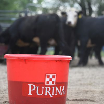 Image showing  Accuration Hi-Fat Cattle Supplement, 200 lb. Tub