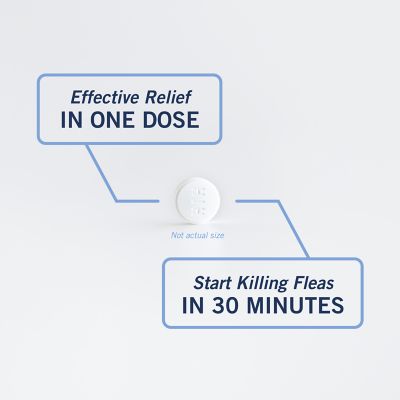 Image showing 8 th PetArmor CapAction Flea Treatment Tablets for Dogs 25+ lb., 6 ct.