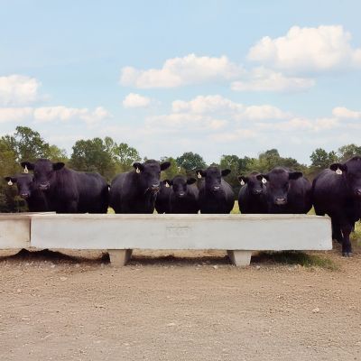 Image showing  10 ft. Field Bunk Feeder