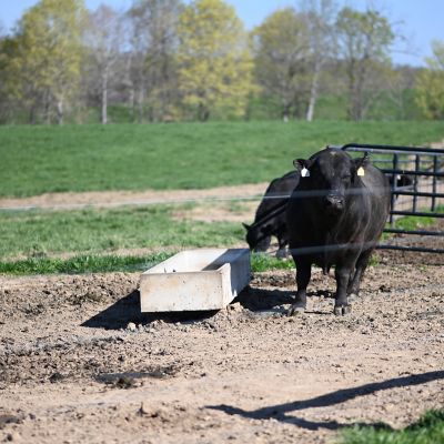 Image showing 5 th Neat Distributing 10 ft. Field Bunk Feeder