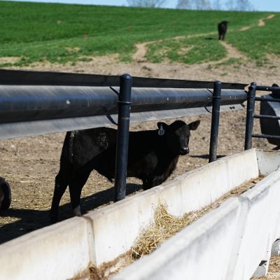 Image showing  8 ft. J Feeder