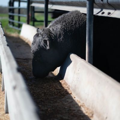 Image showing  8 ft. Wide J Feeder