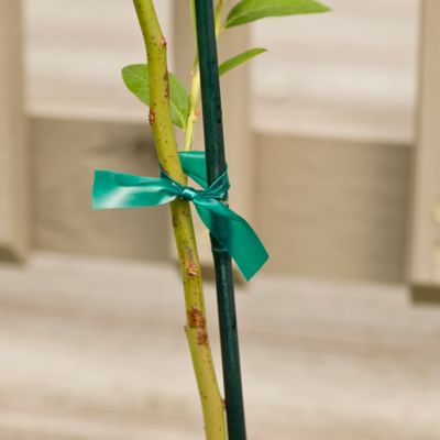 Image showing  3 ft. Sturdy Garden Stake