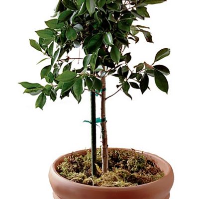 Image showing  4 ft. Sturdy Garden Stake