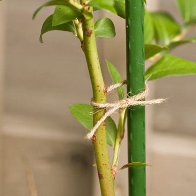 Image showing  4 ft. Sturdy Garden Stake