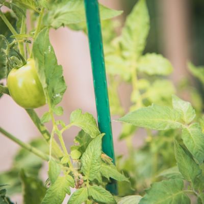 Image showing  5 ft. Sturdy Garden Stakes