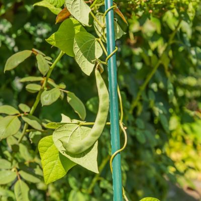 Image showing  5 ft. Sturdy Garden Stakes