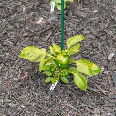 Image showing  6 ft. Sturdy Garden Stake