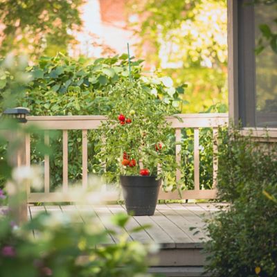 Image showing  6 ft. Sturdy Garden Stake