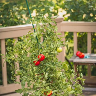 Image showing  7 ft. Sturdy Garden Stakes