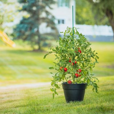 Image showing  8 ft. Sturdy Garden Stakes