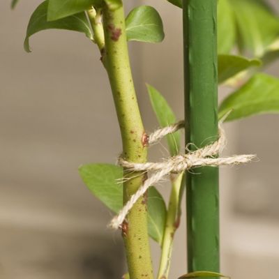 Image showing  8 ft. Sturdy Garden Stakes