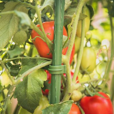 Image showing  60 in. Ultomato Tomato Plant Cage, Red