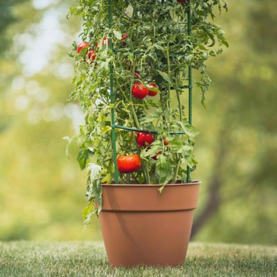 Image showing  60 in. Ultomato Tomato Plant Cage, Red