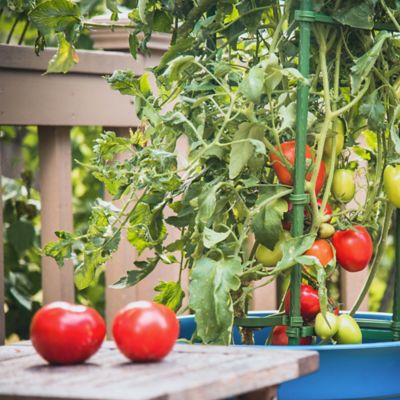 Image showing  60 in. Ultomato Tomato Plant Cage, Red