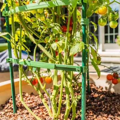 Image showing  60 in. Ultomato Tomato Plant Cage, Green